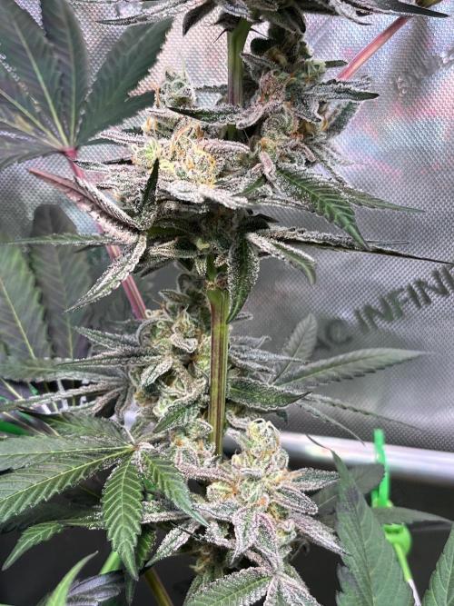 Apples & Cherries in Living Soil. Week 13 - Apple Jacked