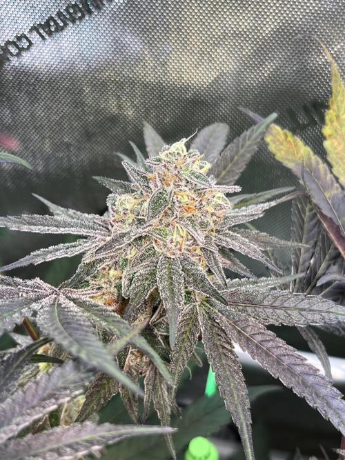 Apples & Cherries in Living Soil. Week 13 - Apple Jacked 