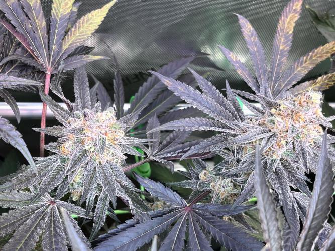 Apples & Cherries in Living Soil. Week 13 - Apple Jacked 