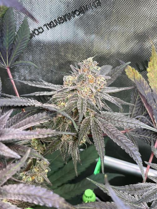 Apples & Cherries in Living Soil. Week 13 - Apple Jacked 