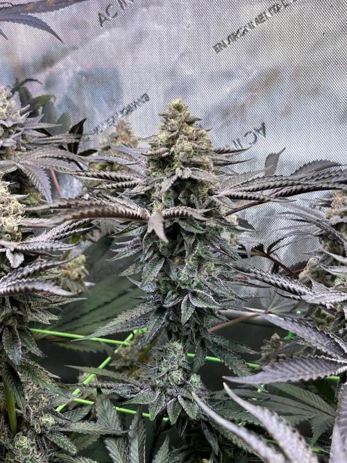 Apples & Cherries in Living Soil. Week 13 - Cherry Ocean 