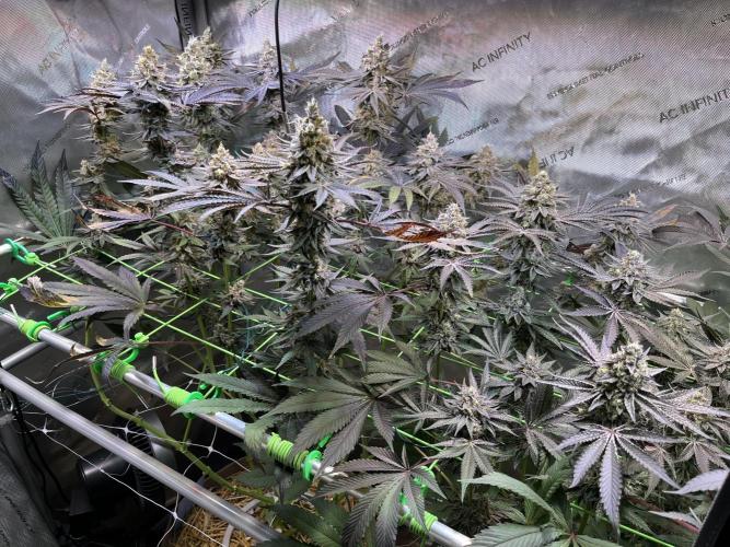 Apples & Cherries in Living Soil. Week 13