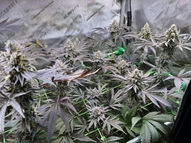 Apples & Cherries in Living Soil. Week 13