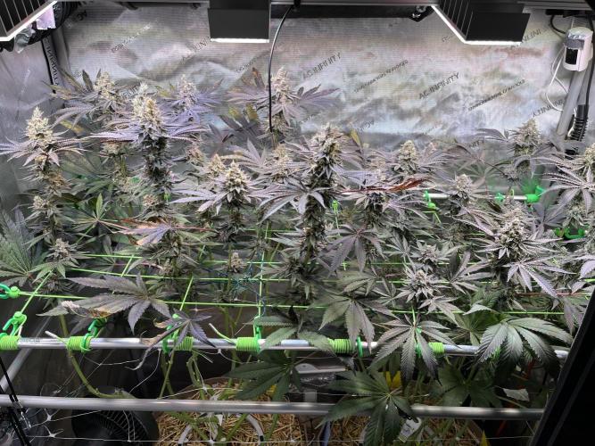 Apples & Cherries in Living Soil. Week 13