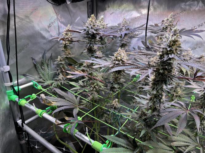 Apples & Cherries in Living Soil. Week 13