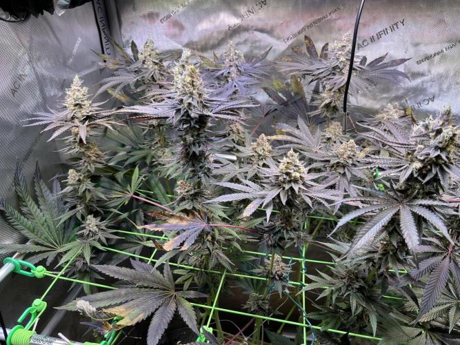 Apples & Cherries in Living Soil. Week 13