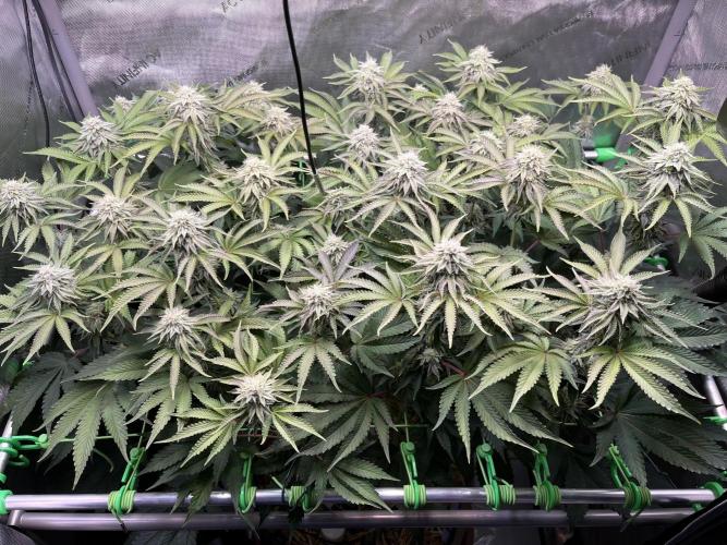 Last Dance in Living Soil. Week 13