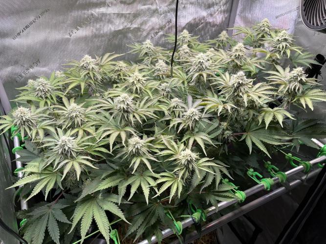 Last Dance in Living Soil. Week 13