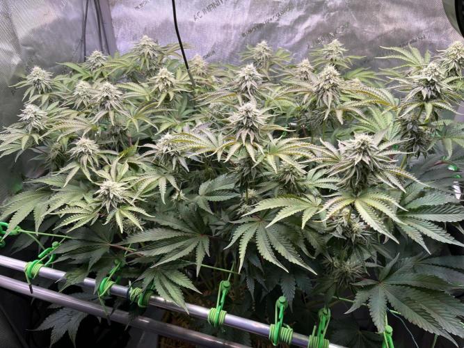 Last Dance in Living Soil. Week 13