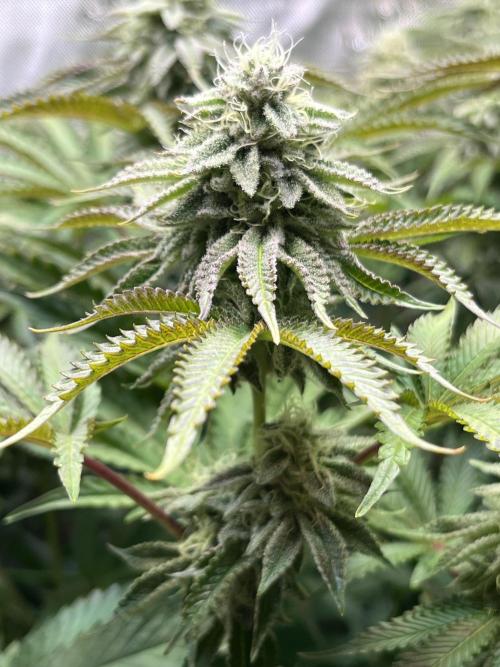 Last Dance in Living Soil. Week 13