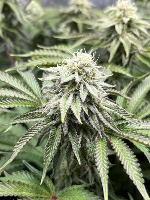 Last Dance in Living Soil. Week 13