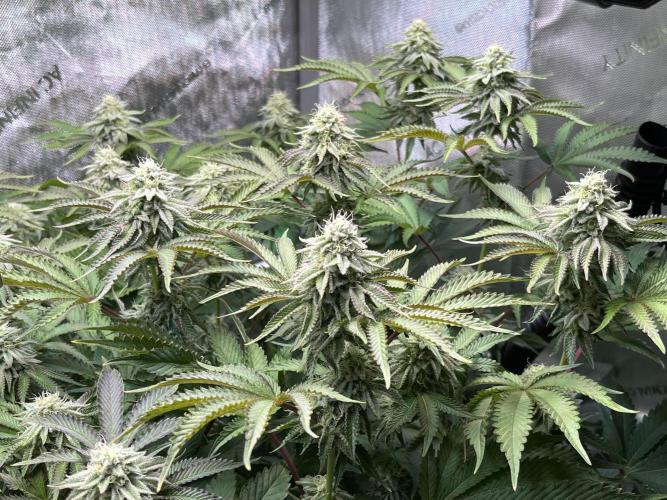 Last Dance in Living Soil. Week 13