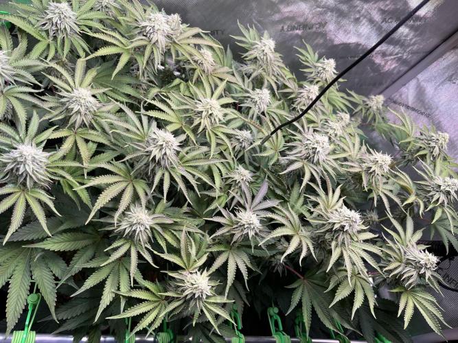 Last Dance in Living Soil. Week 13