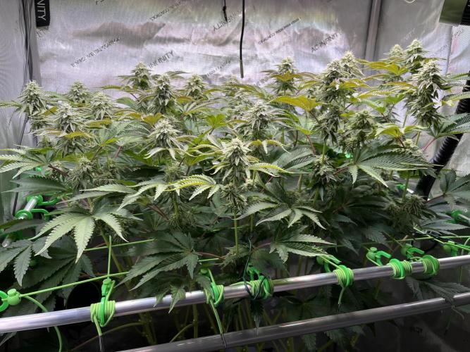 Last Dance in Living Soil. Week 13