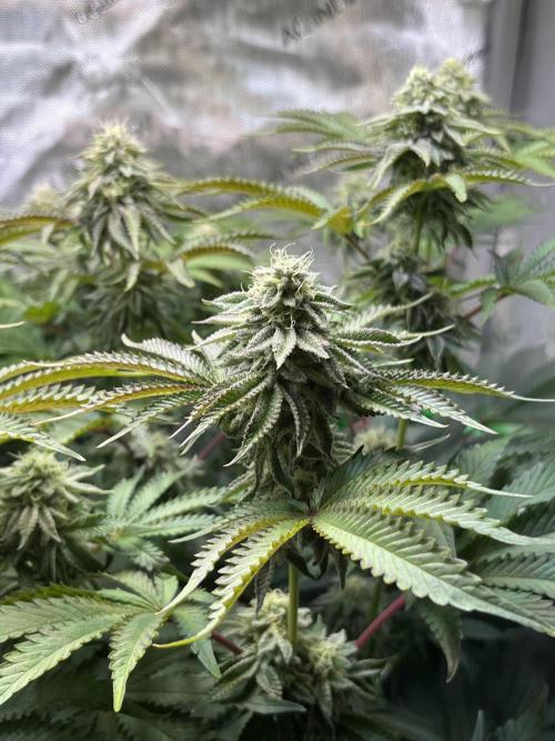 Last Dance in Living Soil. Week 13