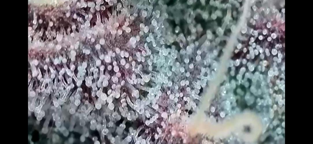 Apples & Cherries in Living Soil. Week 13 - Cherry Ocean 