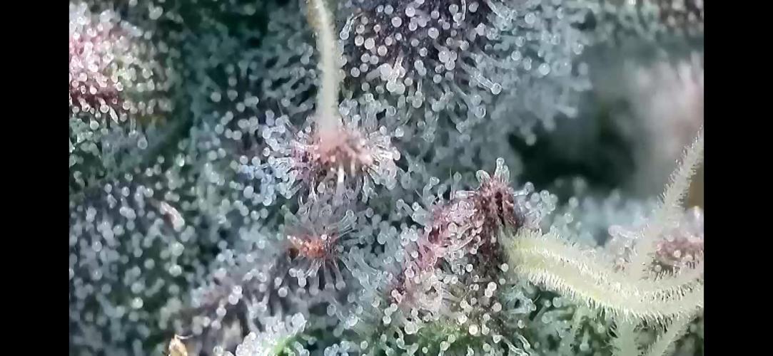 Apples & Cherries in Living Soil. Week 13 - Cherry Ocean 