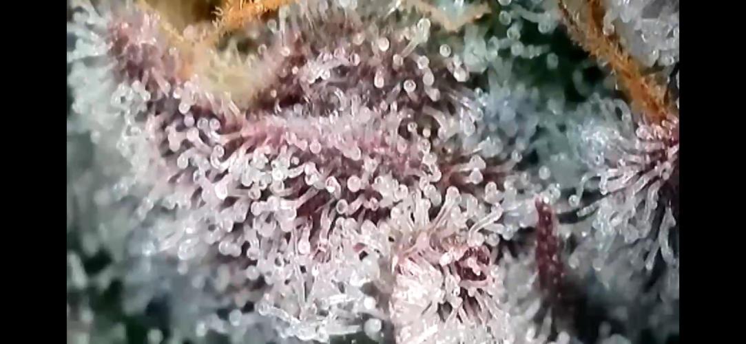 Apples & Cherries in Living Soil. Week 13 - Apple Jacked