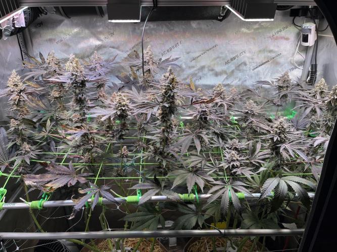 Apples & Cherries in Living Soil. Week 14