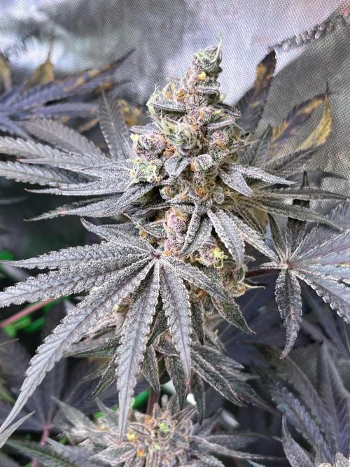 Apples & Cherries in Living Soil. Week 14 - Apple Jacked 