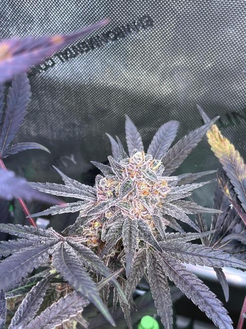 Apples & Cherries in Living Soil. Week 14 - Apple Jacked 