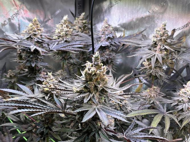 Apples & Cherries in Living Soil. Week 14