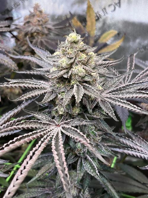 Apples & Cherries in Living Soil. Week 14 - Cherry Ocean 