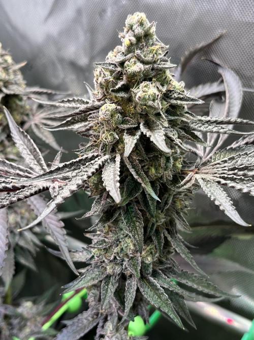 Apples & Cherries in Living Soil. Week 14 - Cherry Ocean 