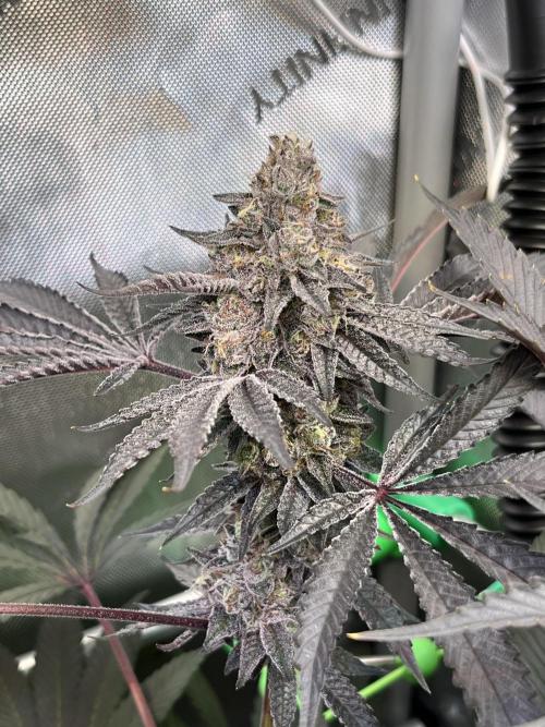 Apples & Cherries in Living Soil. Week 14 - Cherry Ocean 