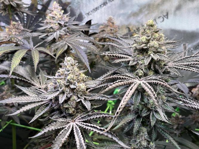 Apples & Cherries in Living Soil. Week 14 - Cherry Ocean 