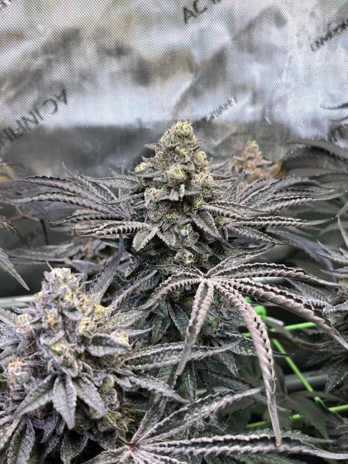 Apples & Cherries in Living Soil. Week 14 - Cherry Ocean 