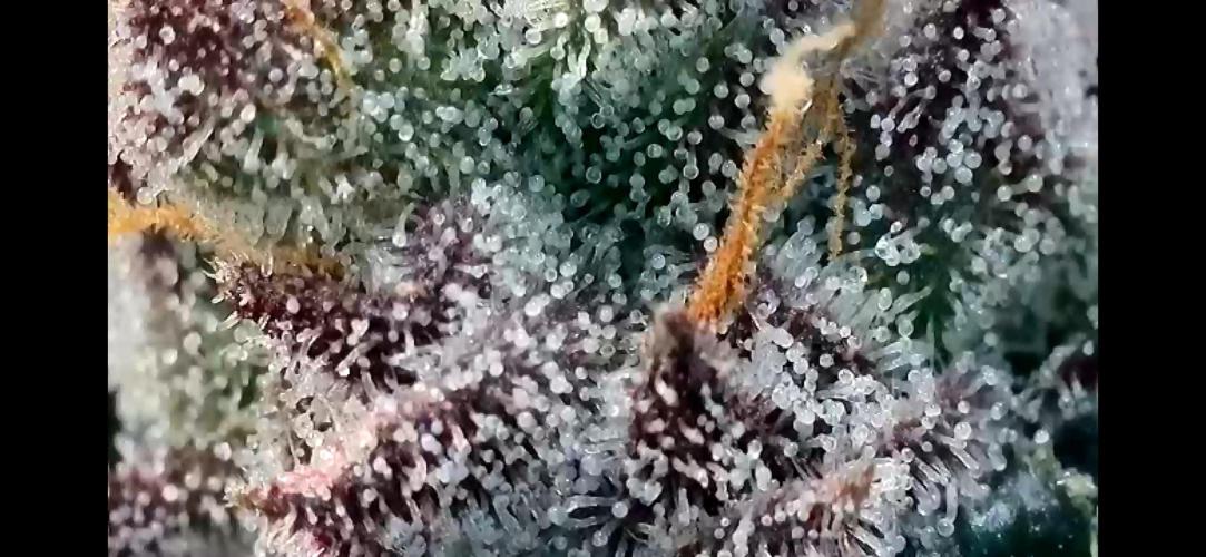 Apples & Cherries in Living Soil. Week 14 - Cherry Ocean 