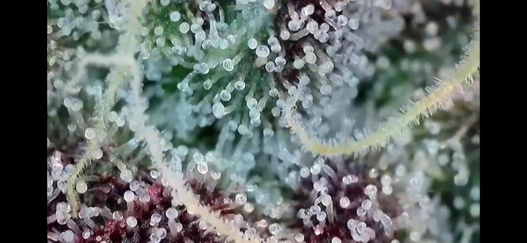 Apples & Cherries in Living Soil. Week 14 - Cherry Ocean 