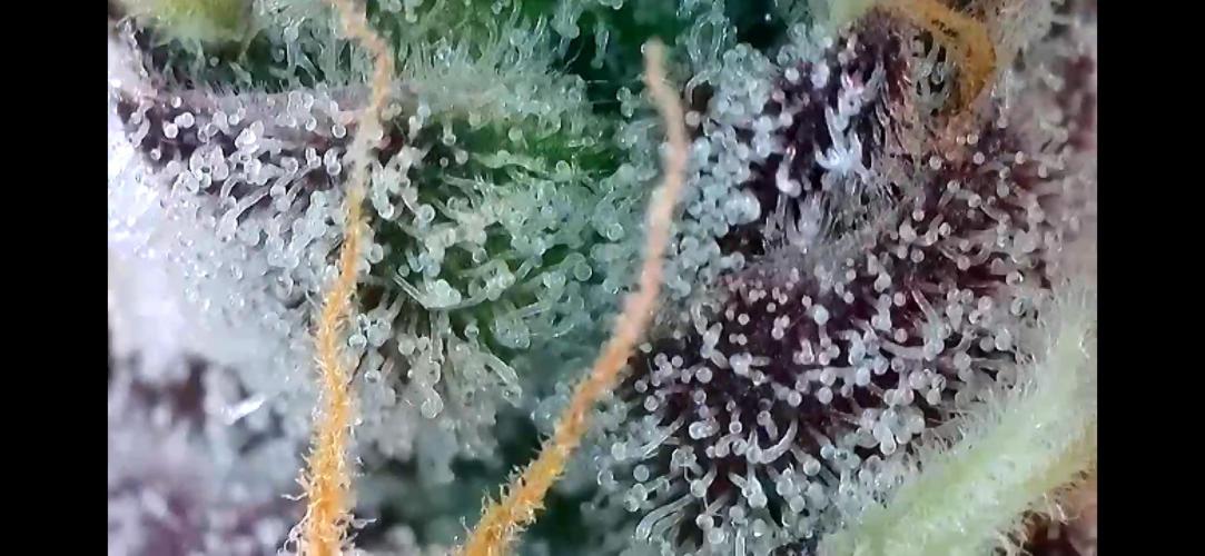 Apples & Cherries in Living Soil. Week 14 - Apple Jacked