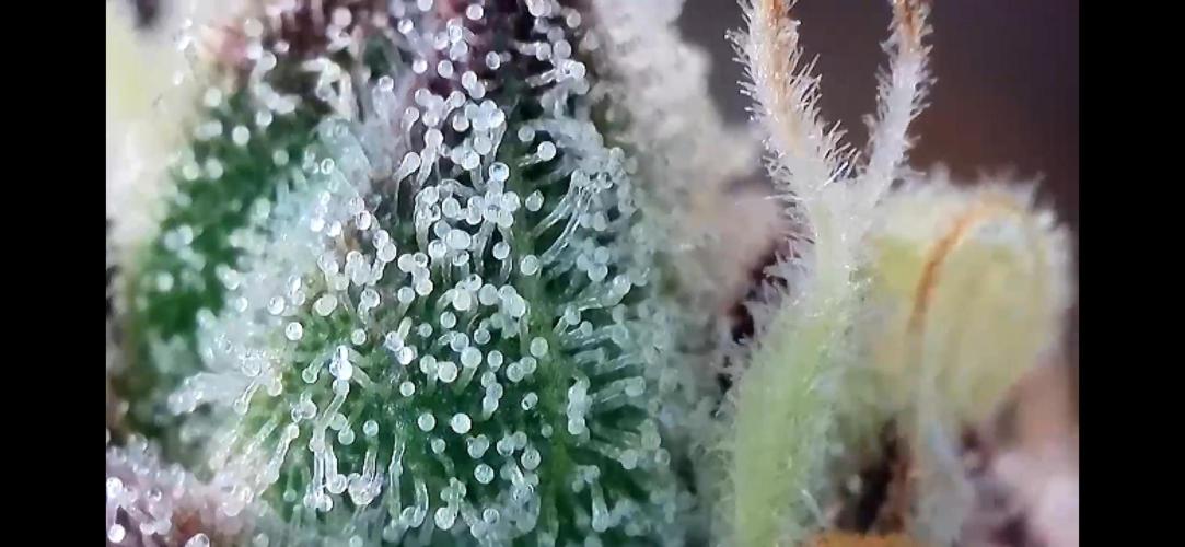 Apples & Cherries in Living Soil. Week 14 - Apple Jacked 