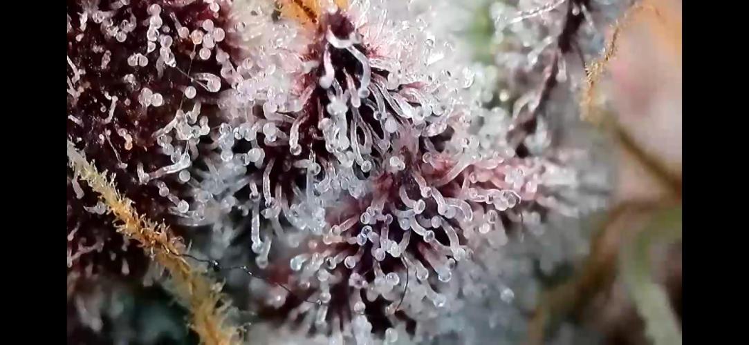 Apples & Cherries in Living Soil. Week 14 - Apple Jacked