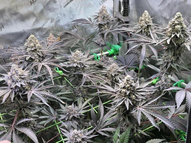 Apples & Cherries in Living Soil. Week 14 - Cherry Ocean 