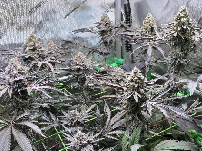 Apples & Cherries in Living Soil. Week 14 - Cherry Ocean 