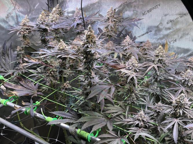 Apples & Cherries in Living Soil. Week 14