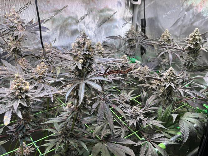 Apples & Cherries in Living Soil. Week 14