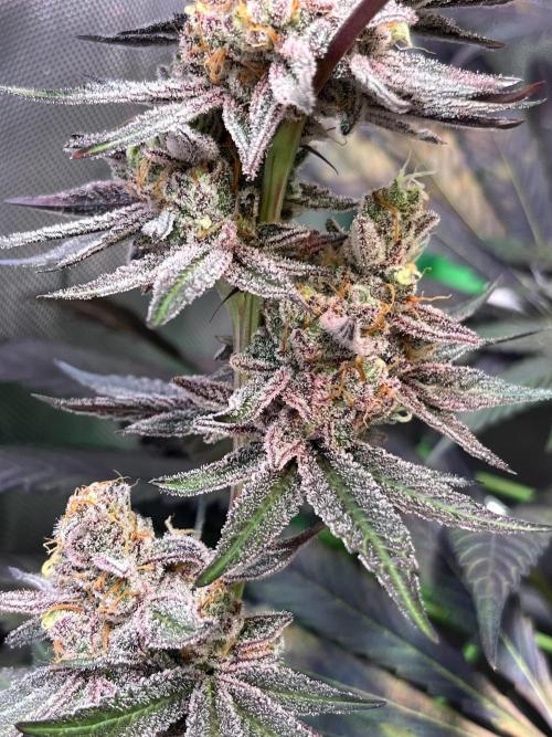 Apples & Cherries in Living Soil. Week 14 - Apple Jacked - lowers