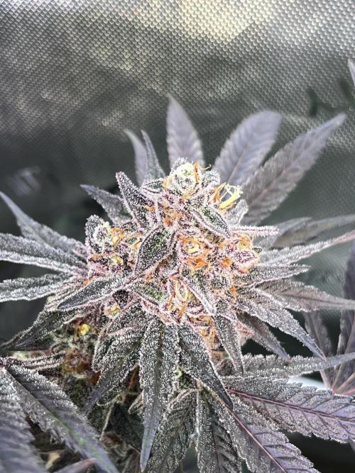 Apples & Cherries in Living Soil. Week 14 - Apple Jacked