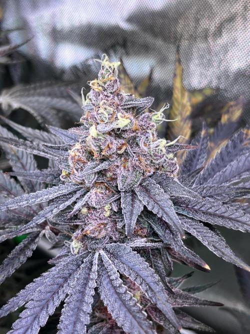 Apples & Cherries in Living Soil. Week 14 - Apple Jacked 