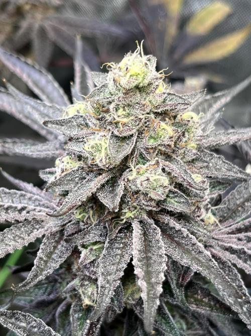 Apples & Cherries in Living Soil. Week 14