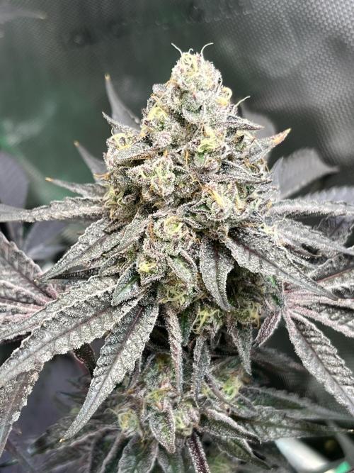 Apples & Cherries in Living Soil. Week 14