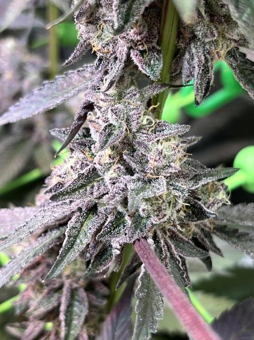 Apples & Cherries in Living Soil. Week 14 - Cherry Ocean - lowers