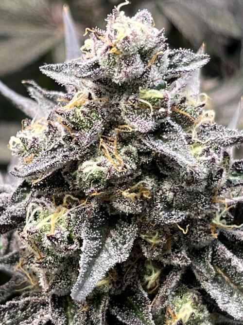 Apples & Cherries in Living Soil. Week 14 - Cherry Ocean 