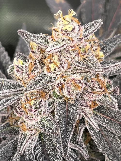 Apples & Cherries in Living Soil. Week 14 - Apple Jacked 