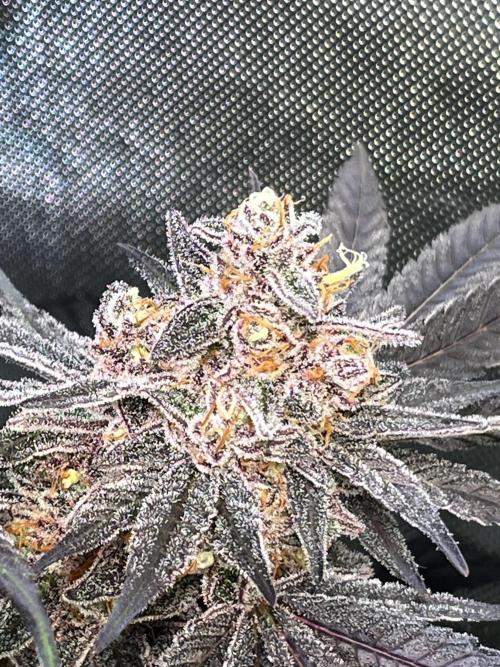 Apples & Cherries in Living Soil. Week 14 - Apple Jacked 