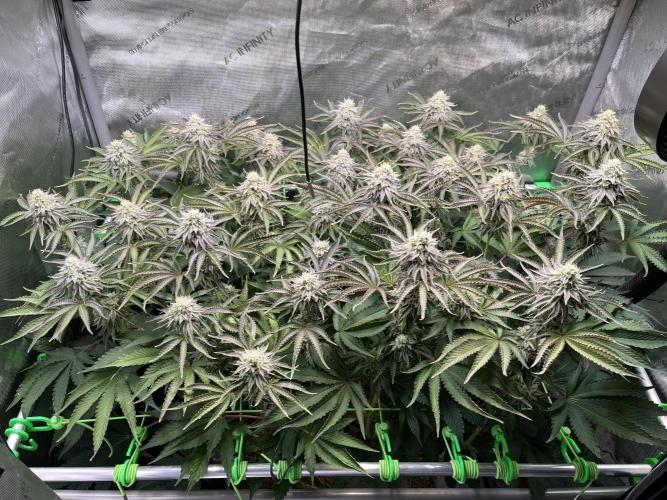 Last Dance in Living Soil. Week 14